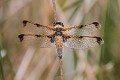 J01_3307 L quadrimaculata praenubila